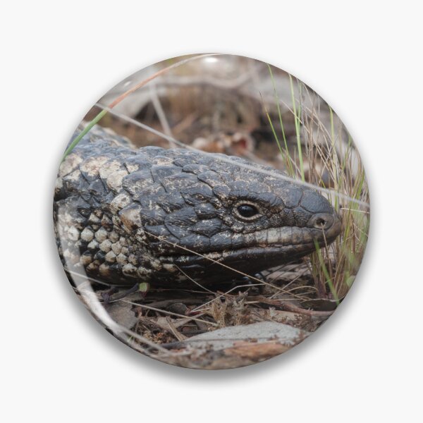 Item preview, Shingleback Lizard designed and sold by Amy Akers.