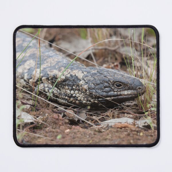 Item preview, Shingleback Lizard designed and sold by Amy Akers.