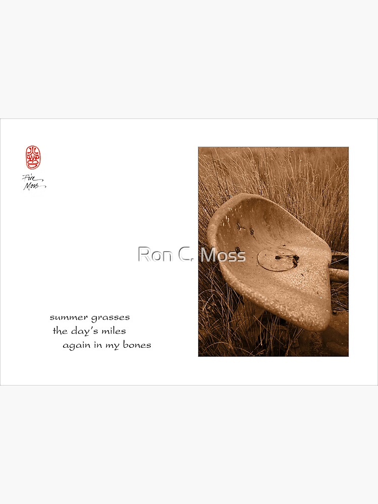 summer grasses by ronmoss