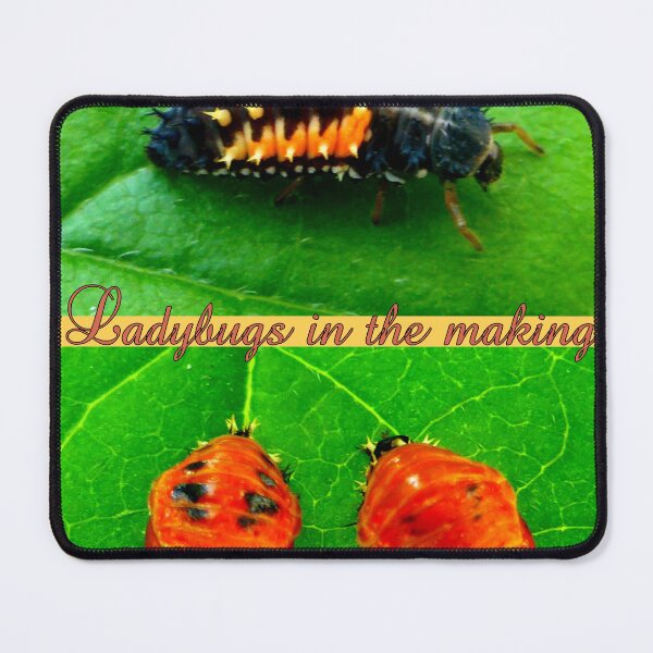 Item preview, Ladybugs in the making designed and sold by angel1.