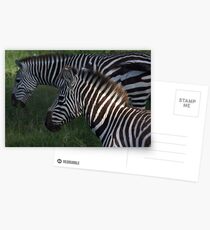 Zebra Postcards