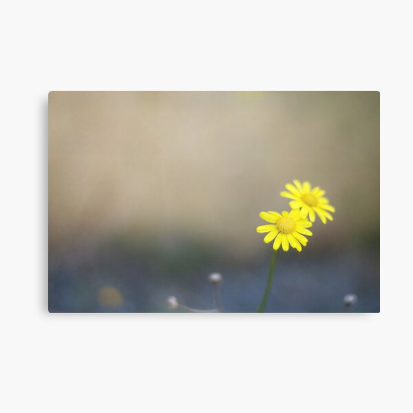 flirt a little... Canvas Print
