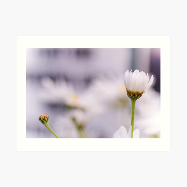 I only do this until I get dizzy & then I lay down on my back & watch the clouds, she said... Art Print