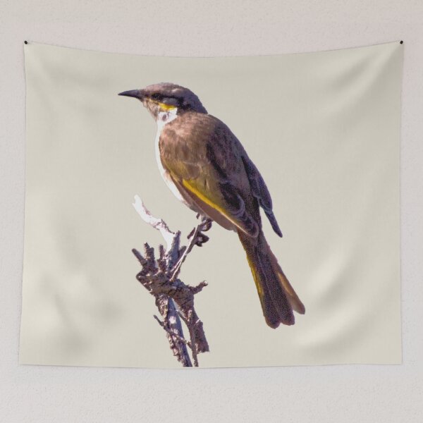 Item preview, Singing honeyeater designed and sold by indiafrankk.