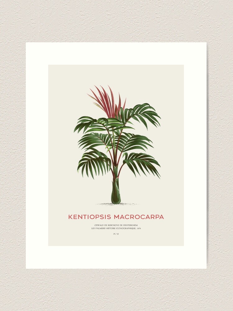 Calamus Asperrimus (1878) by Oswald de Kerchove de Denterghem Framed top Print