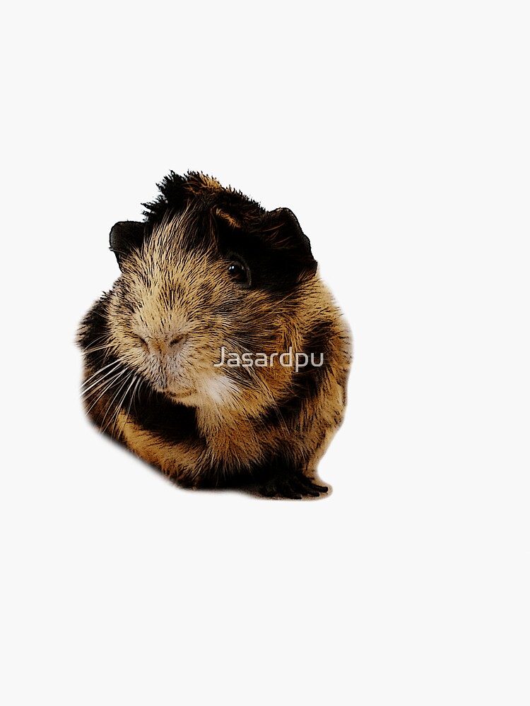 Guinea pig by Jasardpu