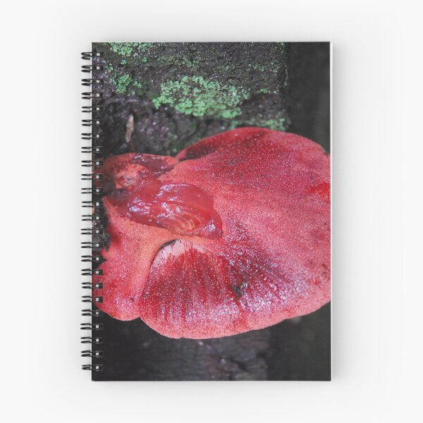 Item preview, Beefsteak Fungus. designed and sold by Billlee.