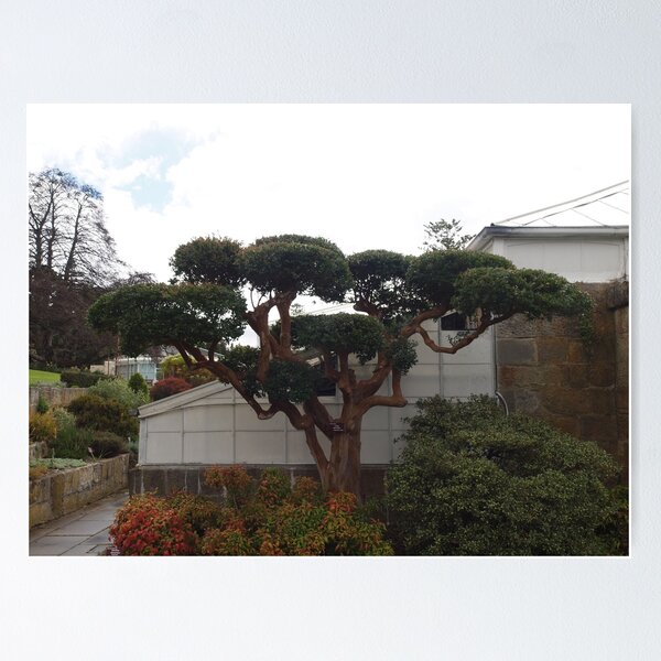 Item preview, Hobart Botanical Gardens  designed and sold by Tom McDonnell.
