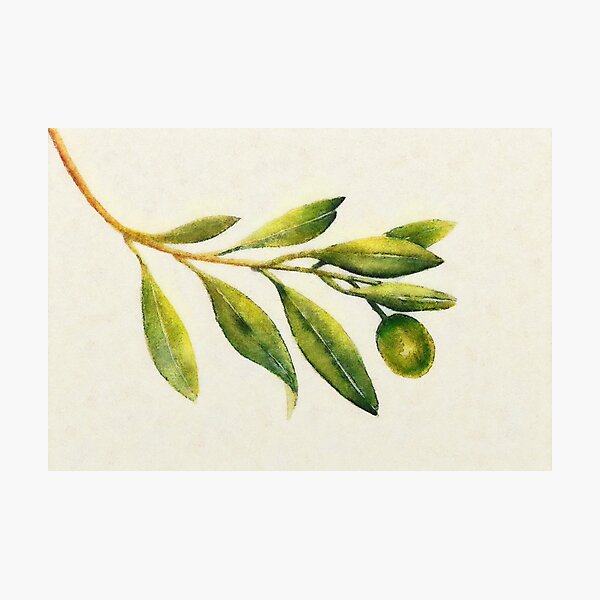 Olive branch Photographic Print