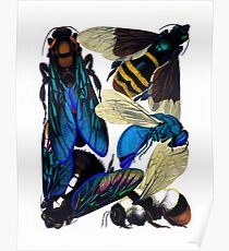 Vintage bees, hornets, wasps nature illustration Poster