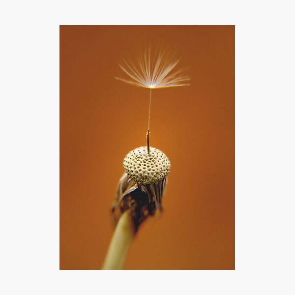 One Photographic Print