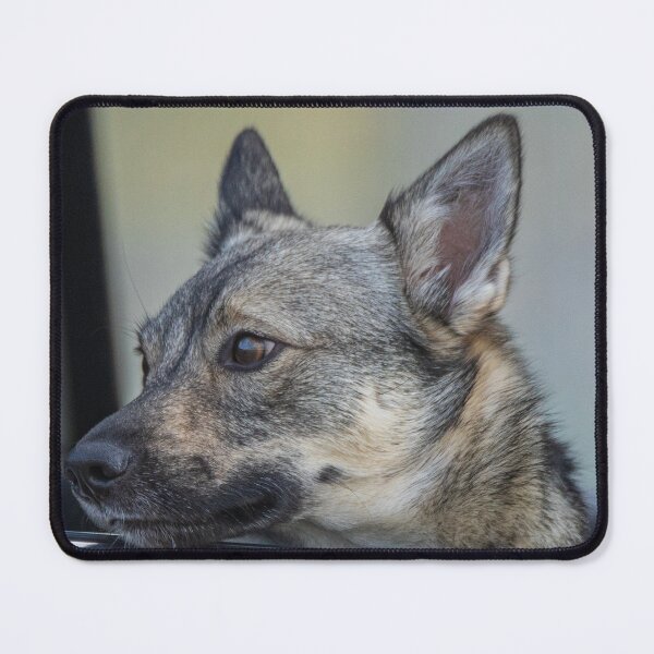 Item preview, A Swedish Vallhund Looking Out The Car Window designed and sold by FreelanceJim.