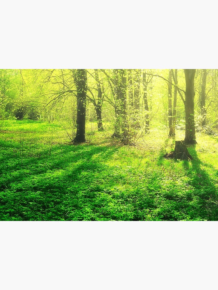 Thumbnail 3 of 3, Photographic Print, Forest Glow designed and sold by Mallorn.