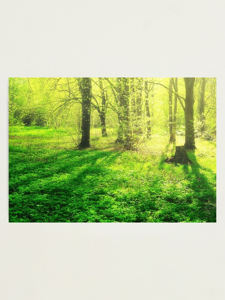 Thumbnail 1 of 3, Photographic Print, Forest Glow designed and sold by Mallorn.