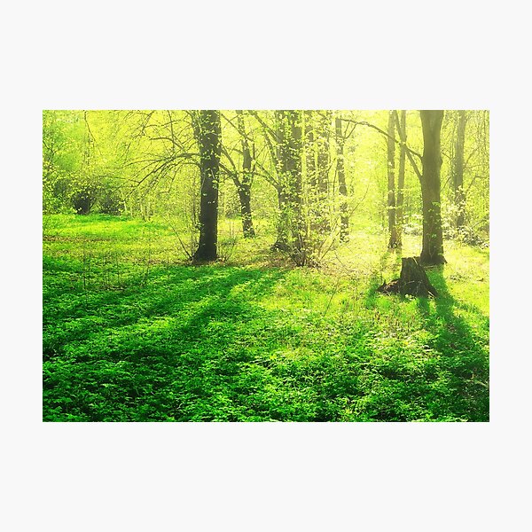 Photographic Print