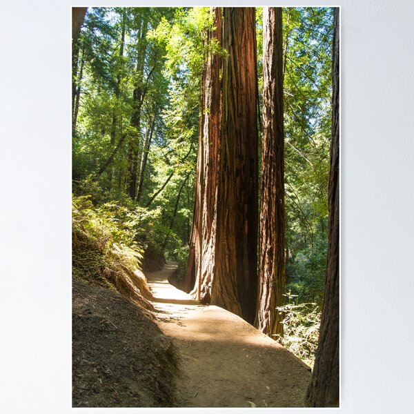 Item preview, Muir Woods, California designed and sold by SusanAdey.