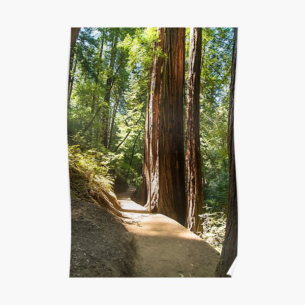 Muir Woods, California Poster