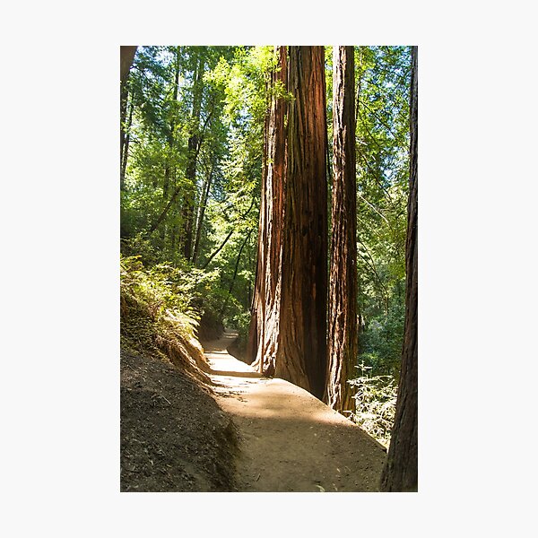 Muir Woods, California Photographic Print