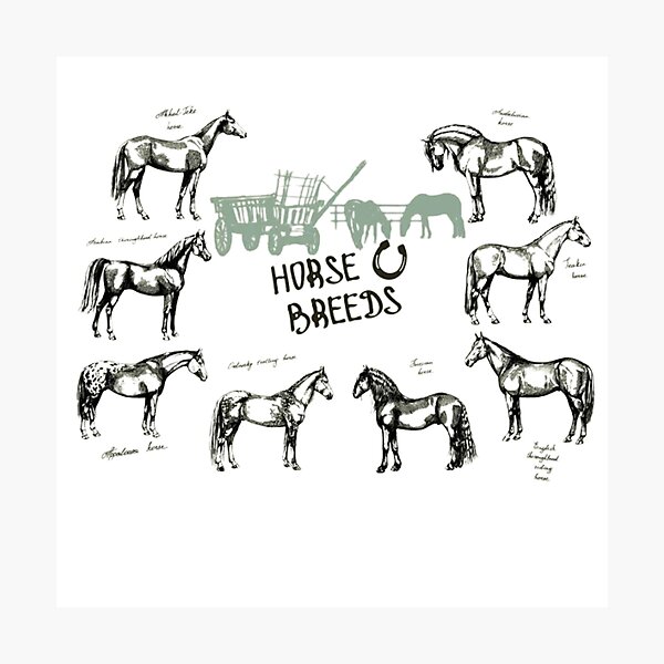 Aperçu de l'œuvre pains de cheval créée et vendue par amy greaves.