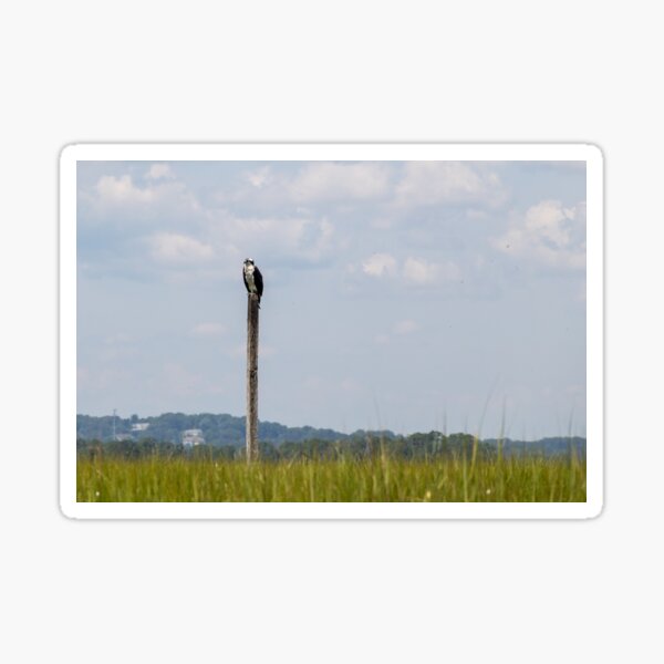 Item preview, Osprey Watches the Marsh designed and sold by Liefeldae.