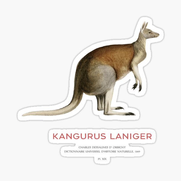Item preview, Red kangaroo or Kangurus Laniger designed and sold by Vintagrafica.