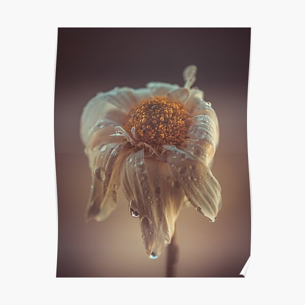 dew angel Poster