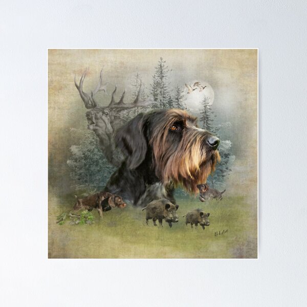 German Wirehaired Pointer, Boar Hunting