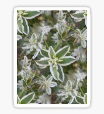 Euphorbia Sticker