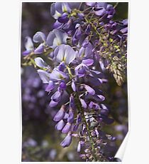 Beautiful Wisteria Spring Delight Poster