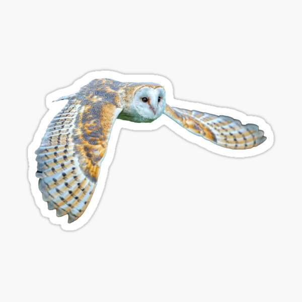 Item preview, Barn owl in flight designed and sold by OwlOccasions.