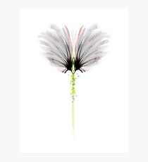 abstract 1 b Photographic Print
