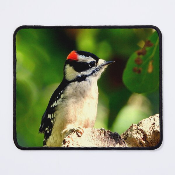 Item preview, Downy Woodpecker designed and sold by Barnbk02.