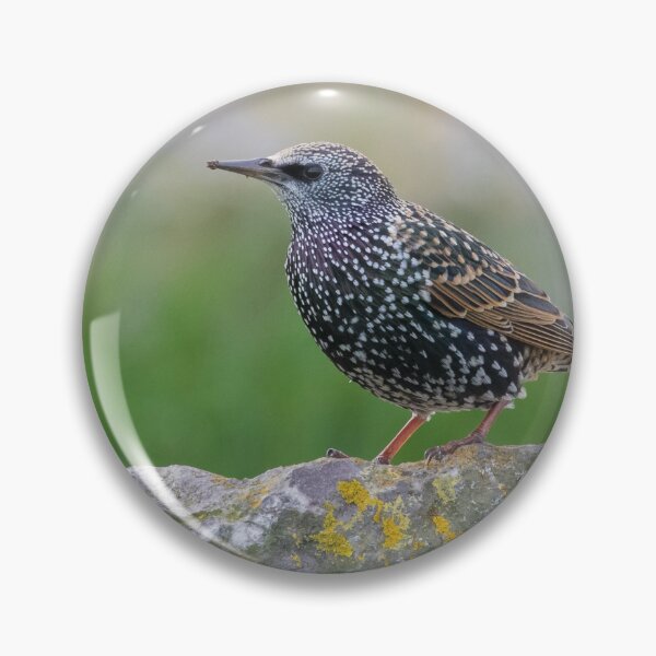 Item preview, Common Starling designed and sold by LaurenTucker.