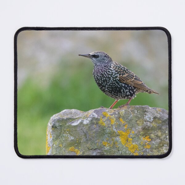Item preview, Common Starling designed and sold by LaurenTucker.