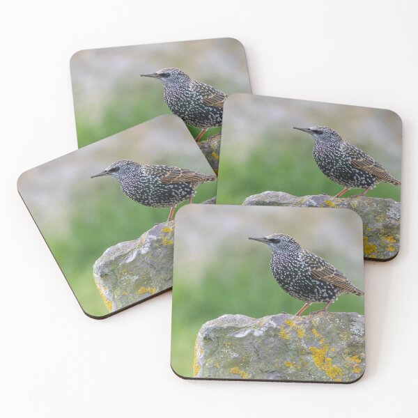 Item preview, Common Starling designed and sold by LaurenTucker.
