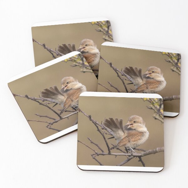 Aperçu de l'œuvre Red Backed Shrike créée et vendue par LaurenTucker.