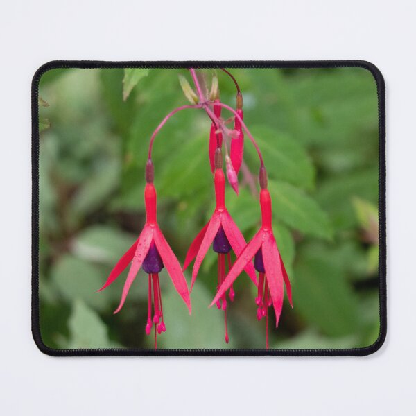 Item preview, Red fuchsia flowers with leaves in the background designed and sold by HazelWright.