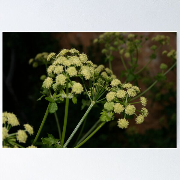 Item preview, yellow flower plant  designed and sold by keki.