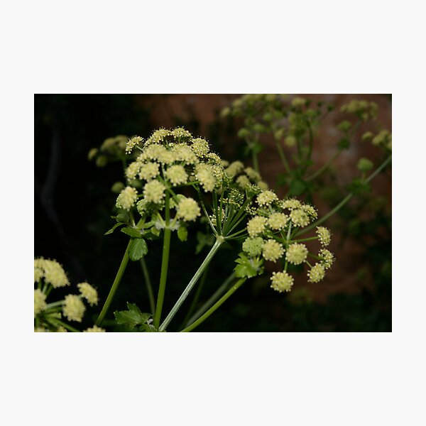 Artikelvorschau, yellow flower plant  entworfen und verkauft von keki.