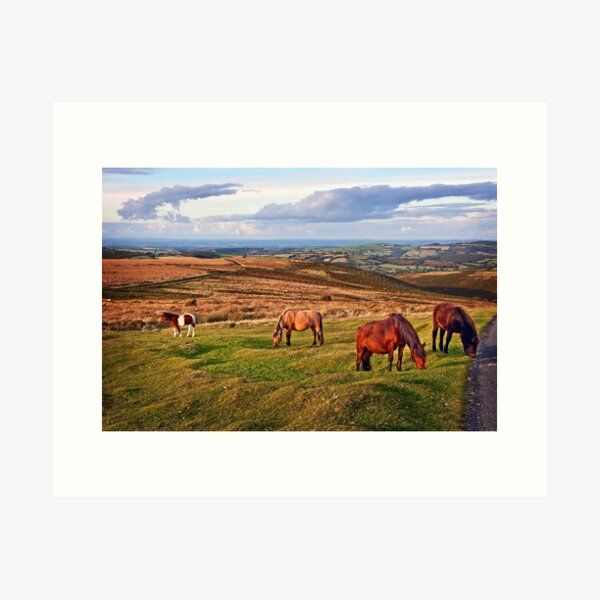 DARTMOOR PONIES Art Print