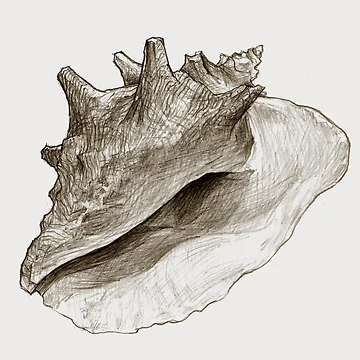 Artwork thumbnail, Shell by Paul Schulz