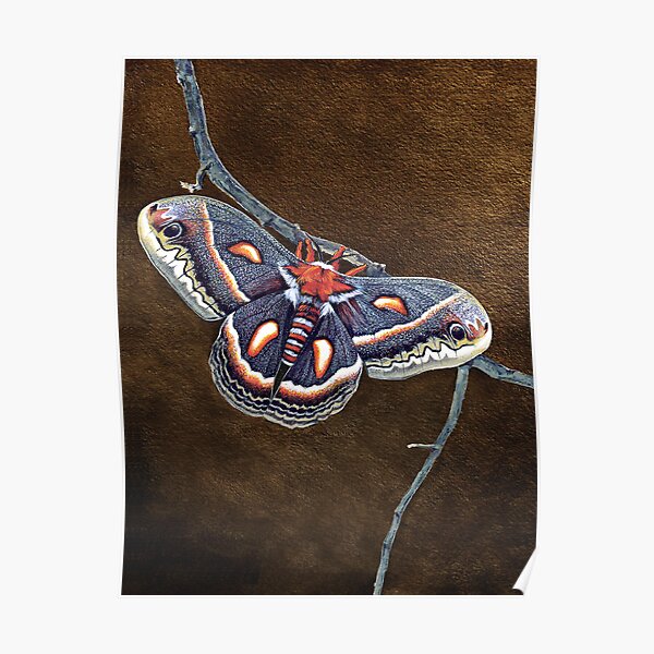 Cecropia Moth Poster