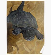 Snapping Turtle Poster