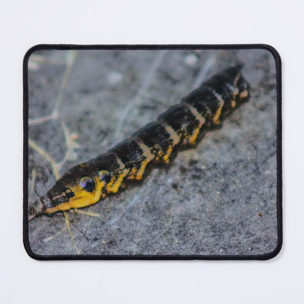 Item preview, British caterpillar designed and sold by Francespoppy.