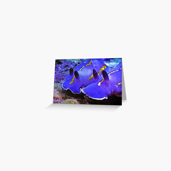 Fascinating Marine Life: Water Snails Greeting Card