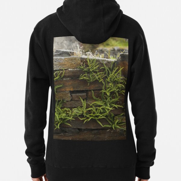 Spleenwort Maidenhair fern on wall at Cashelnagor Pullover Hoodie