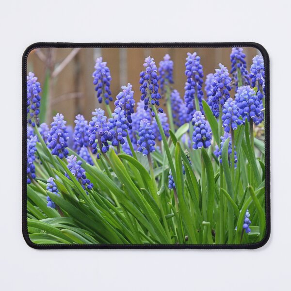 Item preview, So Many Muscari designed and sold by jazzy-bird.
