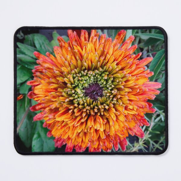 Item preview, Rudbeckia hirta designed and sold by Maxiverse.