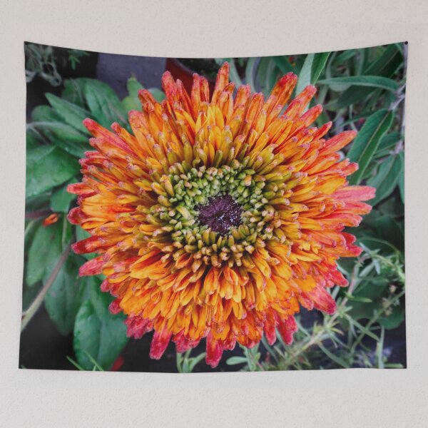 Item preview, Rudbeckia hirta designed and sold by Maxiverse.