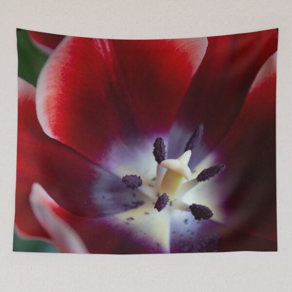 Item preview, Close-up of a tulip. designed and sold by StudioKTO.